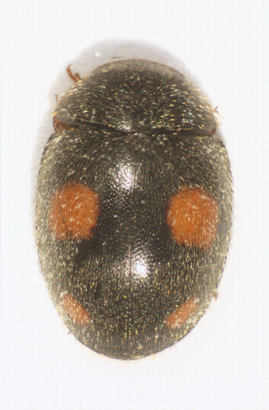 Coccinelle Platynaspis luteorubra